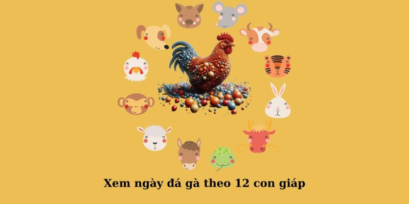 Hướng dẫn xem ngày tốt để đi đá gà theo 12 con giáp hiệu quả